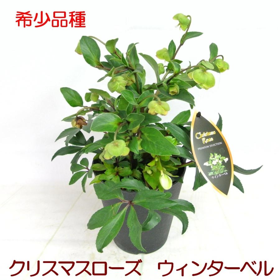 クリスマスローズ ウィンターベル 希少品種 小輪ベル咲 原種交配 5号鉢 Rosefactory Net 通販 Yahoo ショッピング