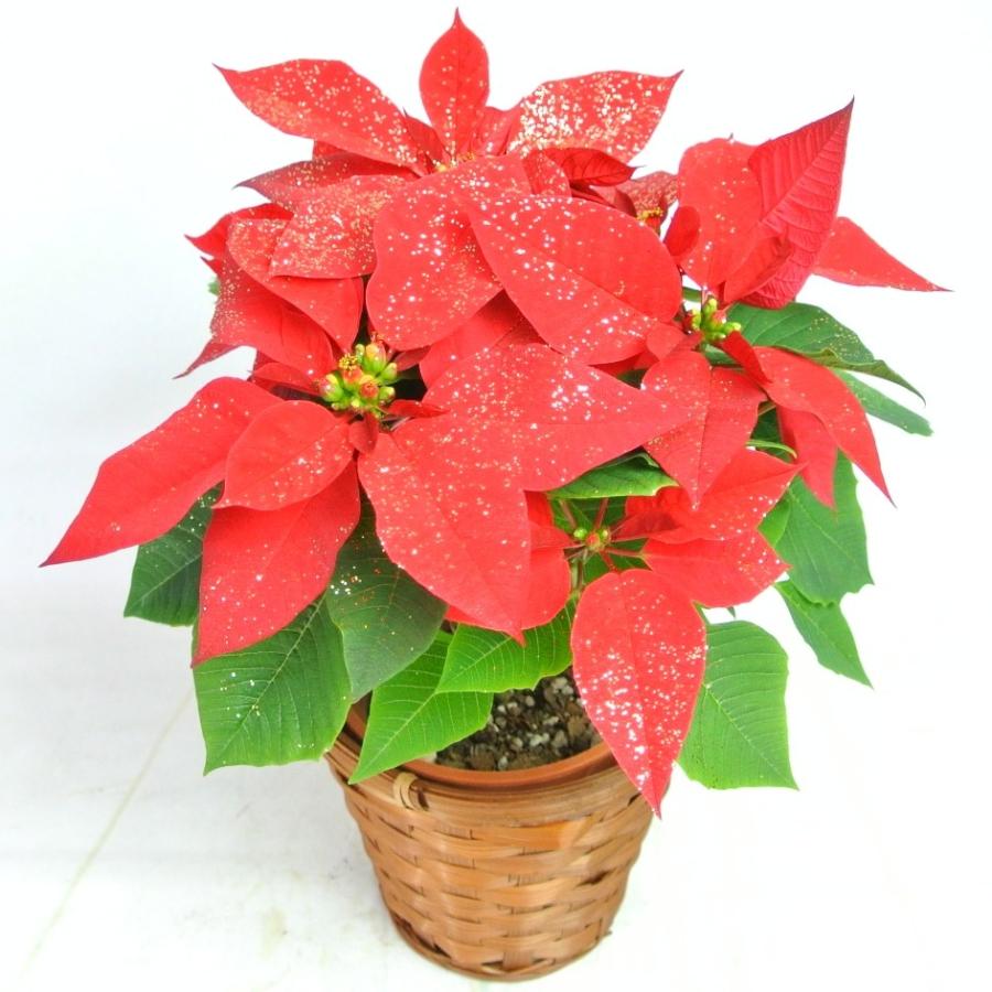 ポインセチア ラメ付き 赤 4号鉢 ラメ付きで、お部屋を華やかに演出