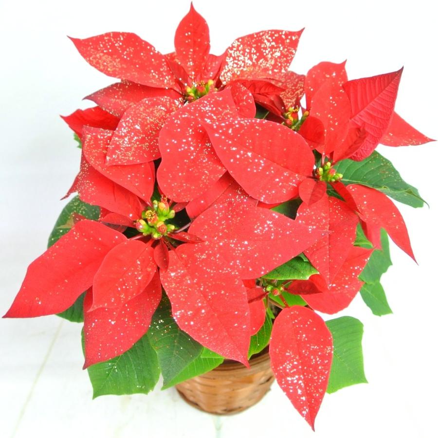 ポインセチア　赤　2寸　15鉢セット 贈答用 ポインセチア 鉢植え 5号鉢(15cm鉢) 2025年12月上旬から順次