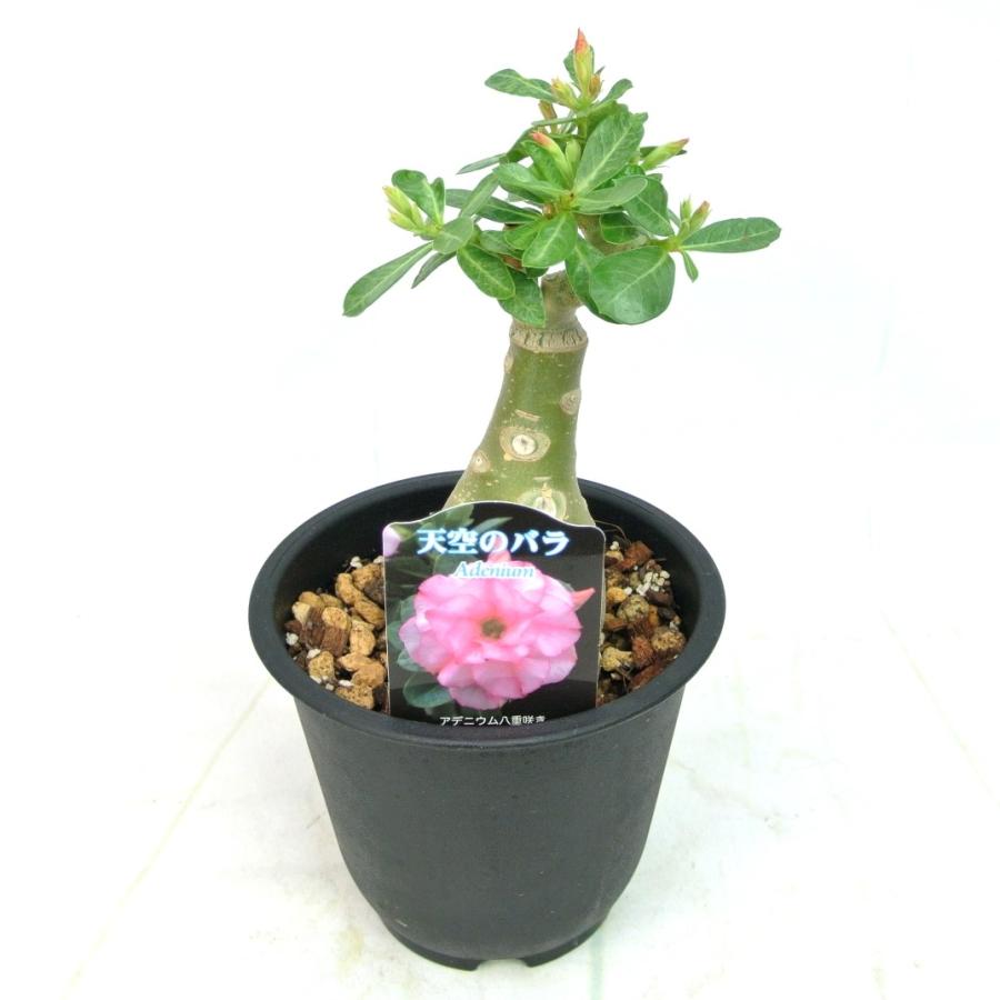 アデニウム 天空のバラ 八重咲き トリプルハッサディ 四季咲き性 5号鉢