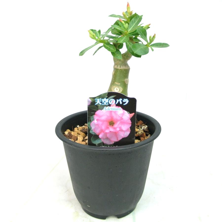 アデニウム 天空のバラ 八重咲き トリプルハッサディ 四季咲き性 5号鉢