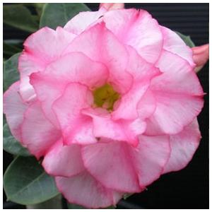 アデニウム 天空のバラ 八重咲き トリプルハッサディ 四季咲き性 5号鉢