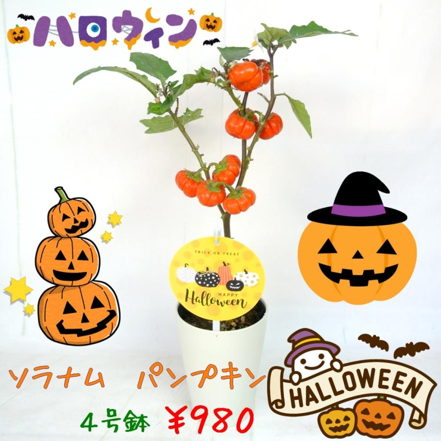 ソラナム パンプキン 4号鉢 ハロウィン仕様 簡単に飾れます : ROSE