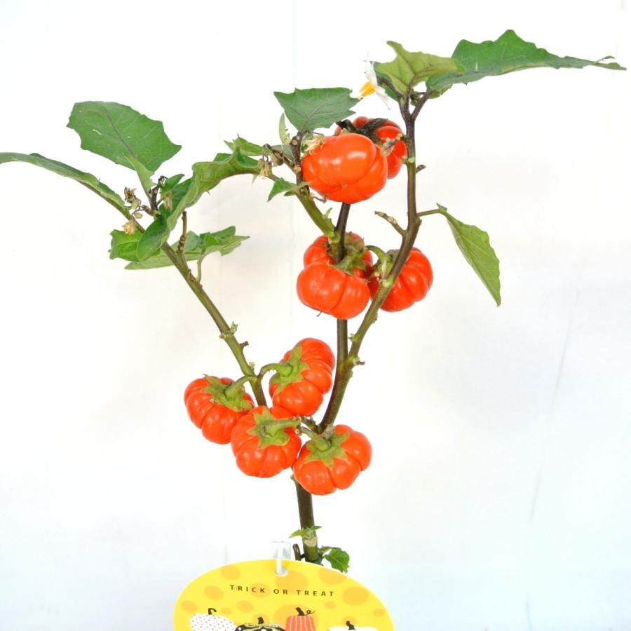 ソラナム パンプキン 4号鉢 ハロウィン仕様 簡単に飾れます : ROSE