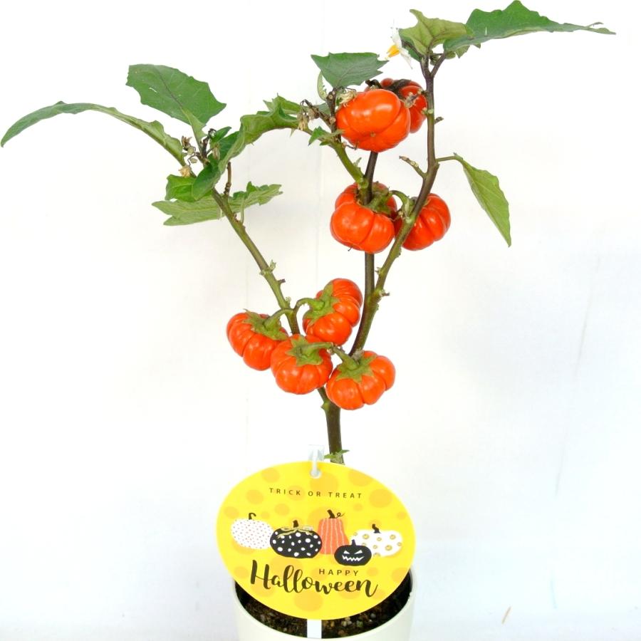 ソラナム パンプキン 4号鉢 ハロウィン仕様 簡単に飾れます : ROSE