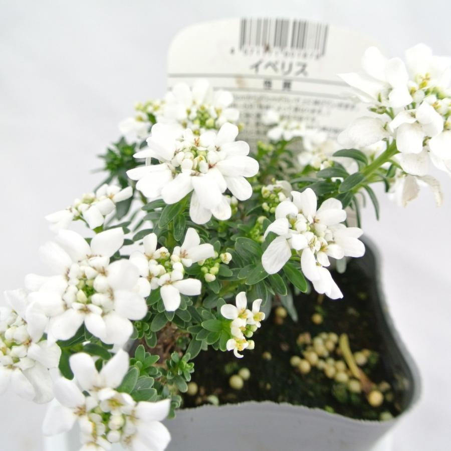 イベリス トキワナズナ マガリバナ キャンディタフト 3号ポット Rosefactory Net 通販 Yahoo ショッピング