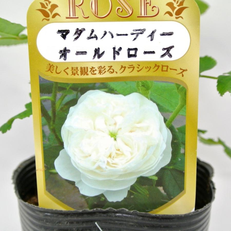 バラ苗 オールドローズ マダム アルディ 3 5号ロングポット ばら 新苗 一季咲き Rosefactory Net 通販 Yahoo ショッピング