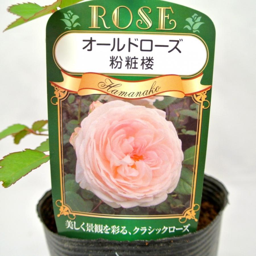 バラ苗 オールドローズ フンショウロウ 粉粧楼 3 5号ロングポット ばら 新苗 四季咲き Rose Factory 通販 Yahoo ショッピング