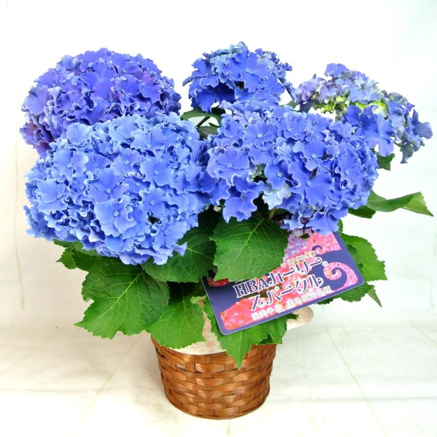 母の日 Mother's Day アジサイ HBA カーリー スパークル 【ブルー】5号