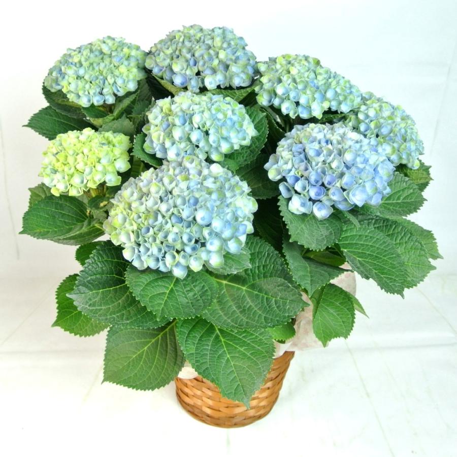 希少品種のアジサイ マジカルシリーズ 色が変わる ギガランキングｊｐ