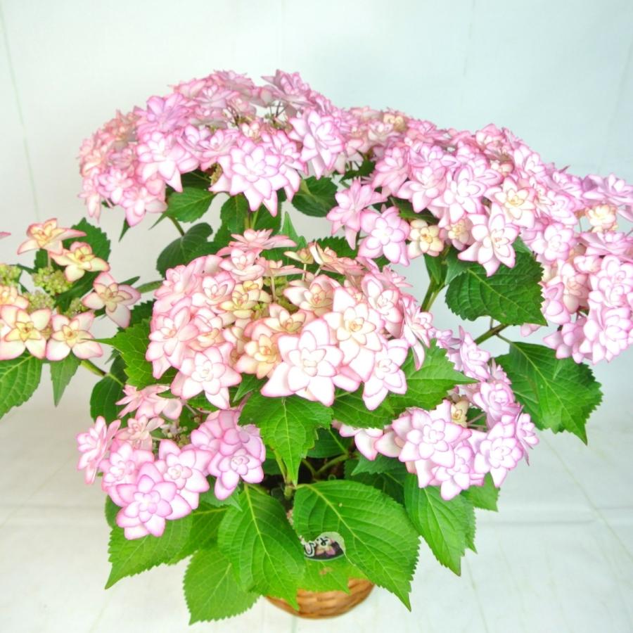 母の日 Mother's Day アジサイ ひな祭り ピンク 5号鉢 プレミアム品種