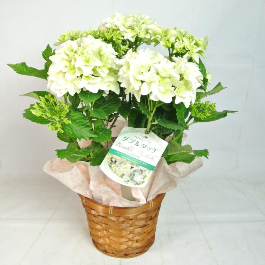 お値下げ♪白八重咲きアジサイ小苗 母の日 Mother's Day アジサイ ダブルダッチ ゴーダホワイト 5号