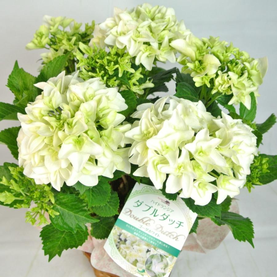 母の日 Mother's Day アジサイ ダブルダッチ ゴーダホワイト 5号