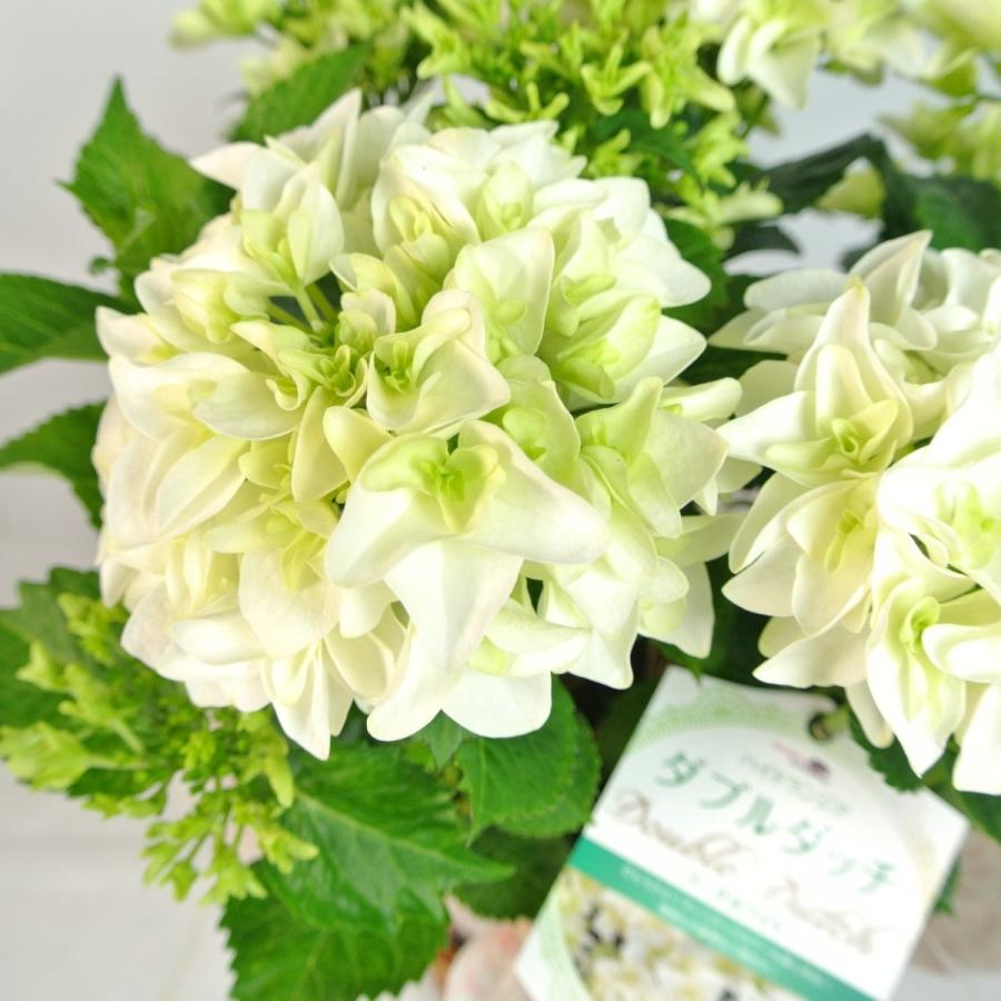 輸入アジサイ 苗 5種セット おまけ付き！⑤ imgrc0093469420.jpg