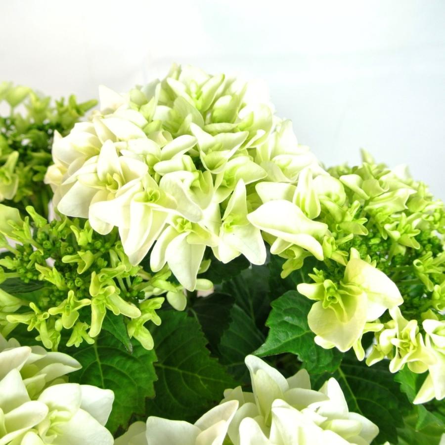 お値下げ♪白八重咲きアジサイ小苗 61YvkO7IDiL._UF350,350_QL50_.jpg