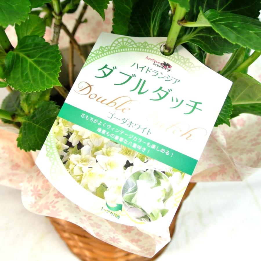 母の日 Mother's Day アジサイ ダブルダッチ ゴーダホワイト 5号
