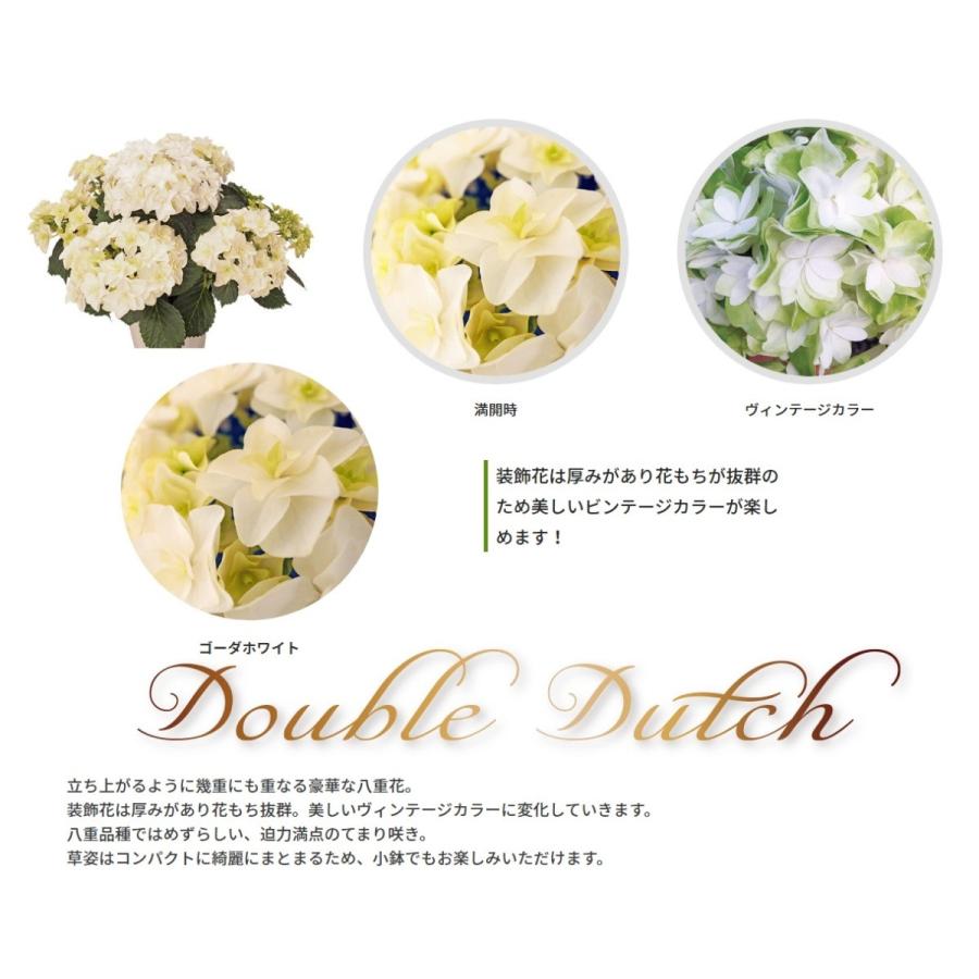 母の日 Mother's Day アジサイ ダブルダッチ ゴーダホワイト 5号