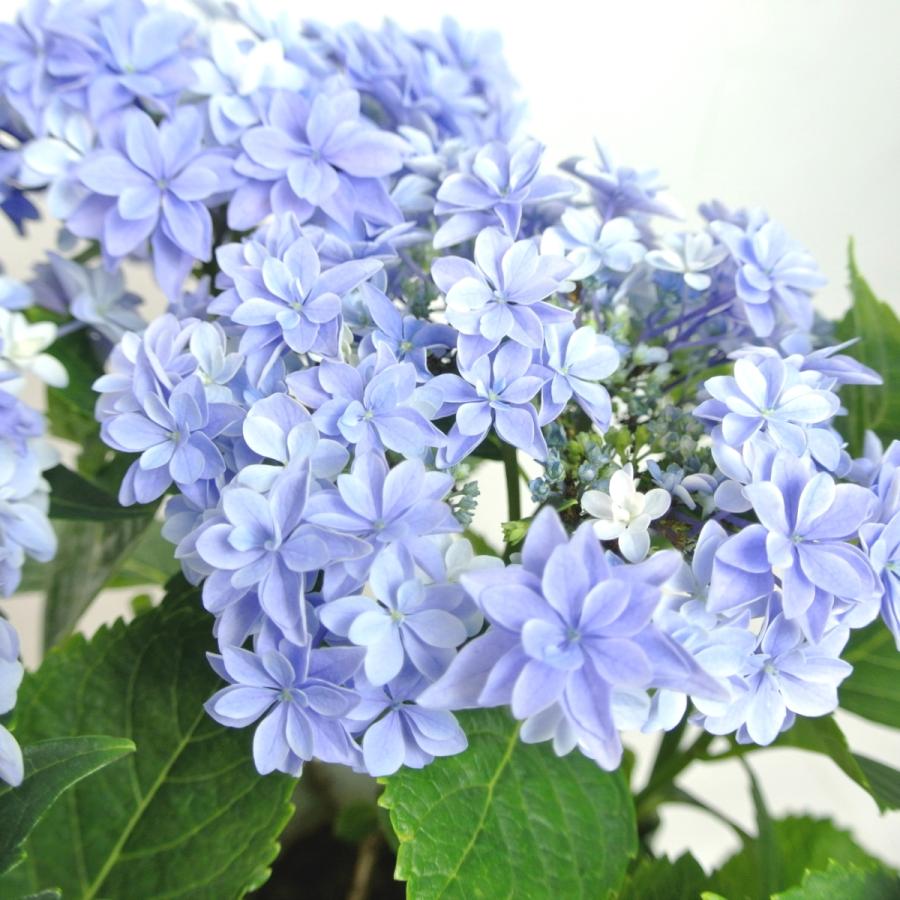 母の日 Mother's Day アジサイ ダブルダッチ エダム 5号鉢 新品種