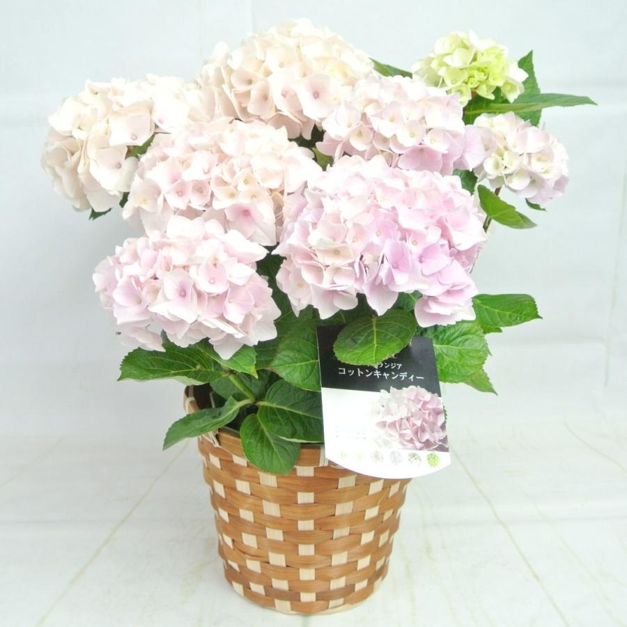 新品本物 アウトレット 4980円 2580円 アジサイ コットンキャンディー 5号鉢 白から薄ピンクに色が変わる 希少品種 花終わり 来年用 Aynaelda Com