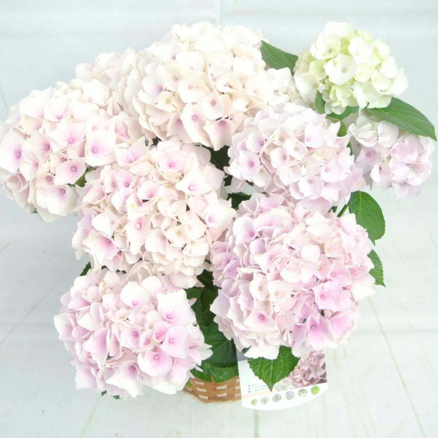 新品本物 アウトレット 4980円 2580円 アジサイ コットンキャンディー 5号鉢 白から薄ピンクに色が変わる 希少品種 花終わり 来年用 Aynaelda Com