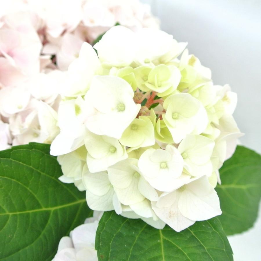 新品本物 アウトレット 4980円 2580円 アジサイ コットンキャンディー 5号鉢 白から薄ピンクに色が変わる 希少品種 花終わり 来年用 Aynaelda Com