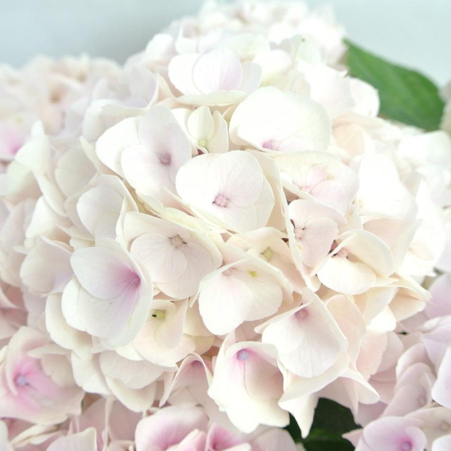 新品本物 アウトレット 4980円 2580円 アジサイ コットンキャンディー 5号鉢 白から薄ピンクに色が変わる 希少品種 花終わり 来年用 Aynaelda Com