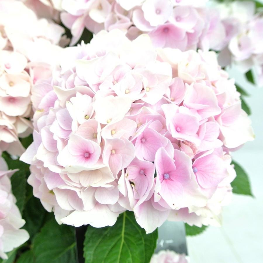 新品本物 アウトレット 4980円 2580円 アジサイ コットンキャンディー 5号鉢 白から薄ピンクに色が変わる 希少品種 花終わり 来年用 Aynaelda Com