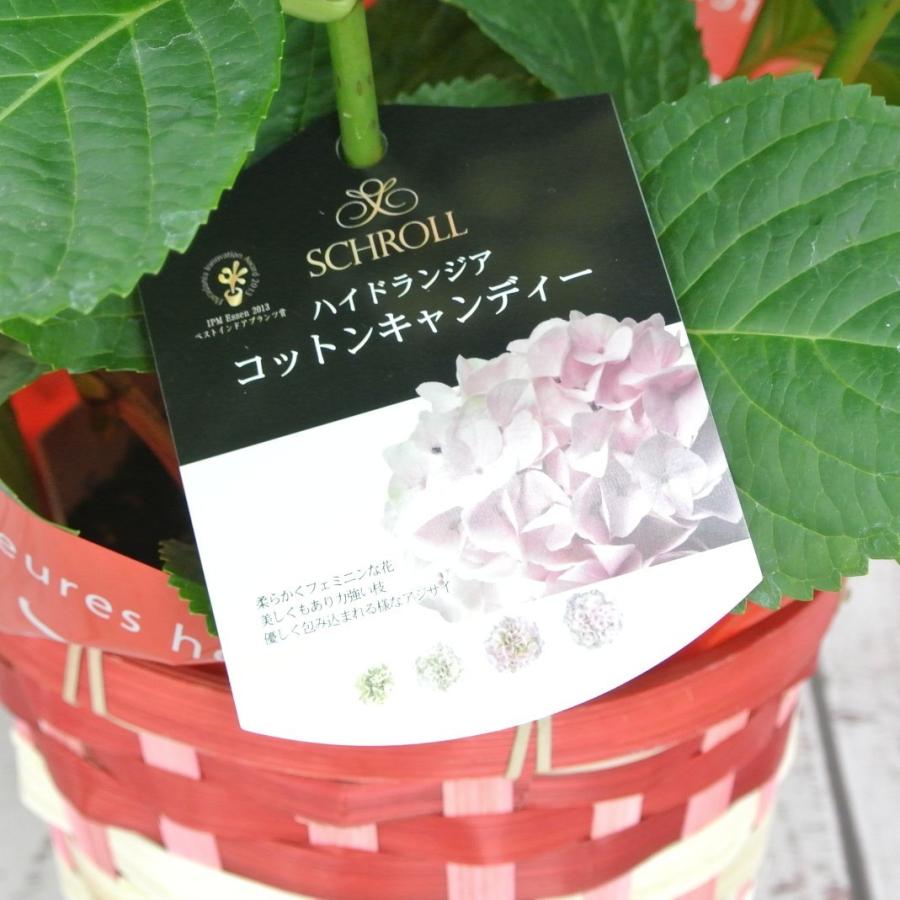 新品本物 アウトレット 4980円 2580円 アジサイ コットンキャンディー 5号鉢 白から薄ピンクに色が変わる 希少品種 花終わり 来年用 Aynaelda Com