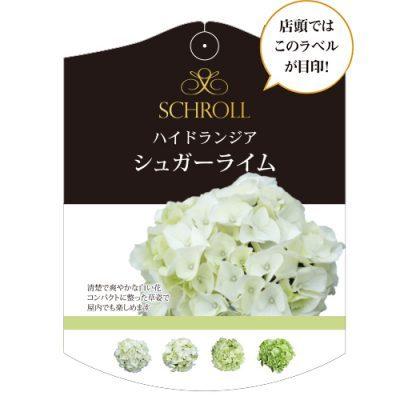 アジサイ シュガーライム ホワイト系 グリーン系 5号鉢 大人気品種 色