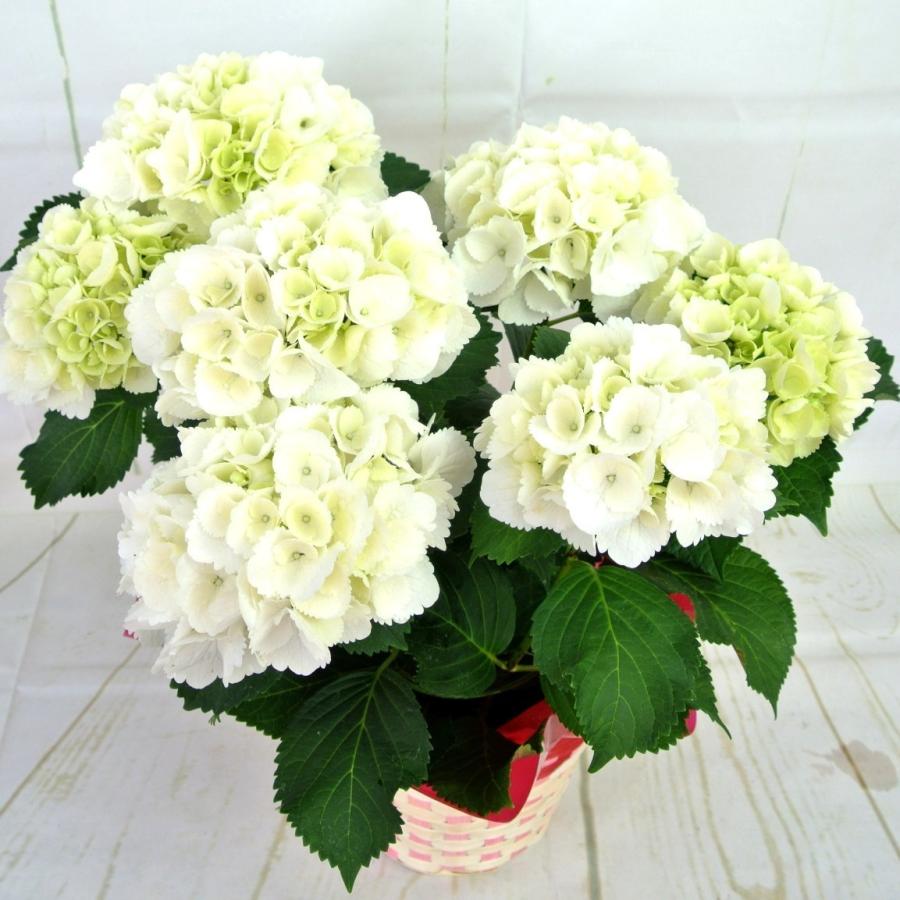 アジサイ人気品種, あじさい 種類 一覧 – 【解説】紫陽花の特徴と人気品種10選 – FNVCJY