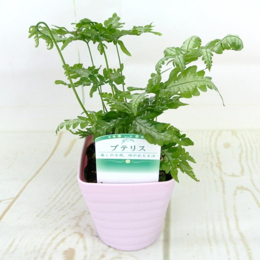 ミニ観葉植物 プテリス 3 5号鉢 Rosefactory Net 通販 Yahoo ショッピング