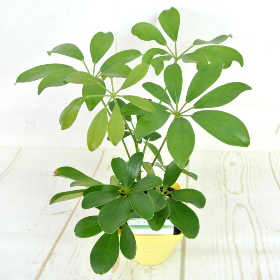 ミニ観葉植物　シェフレラ　3.5号鉢｜rose-factory｜03