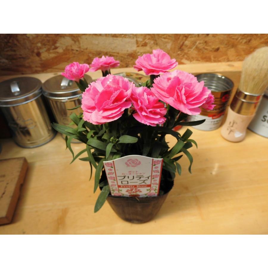 ポットカーネーション プリティローズ 3号ポット苗 Rosefactory Net 通販 Yahoo ショッピング