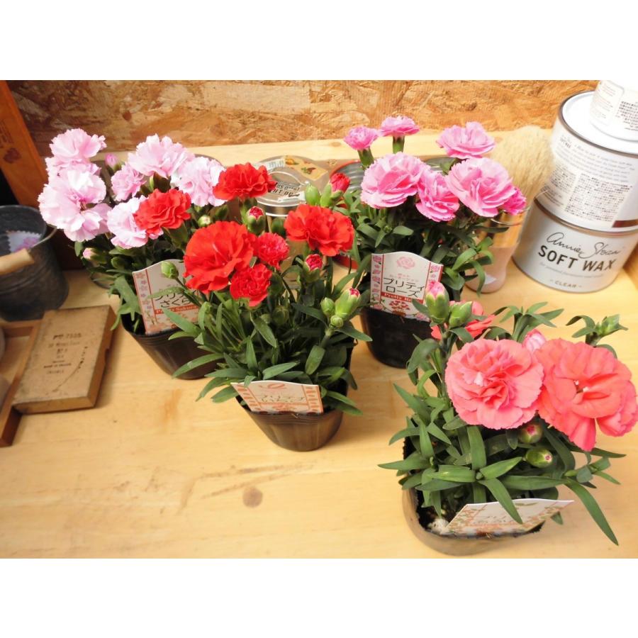 ポットカーネーション プリティあかね 3号ポット苗 Rosefactory Net 通販 Yahoo ショッピング
