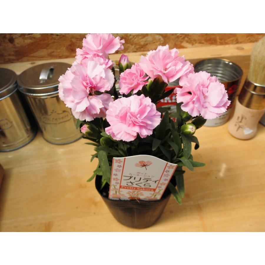ポットカーネーション プリティさくら 3号ポット苗 Rosefactory Net 通販 Yahoo ショッピング