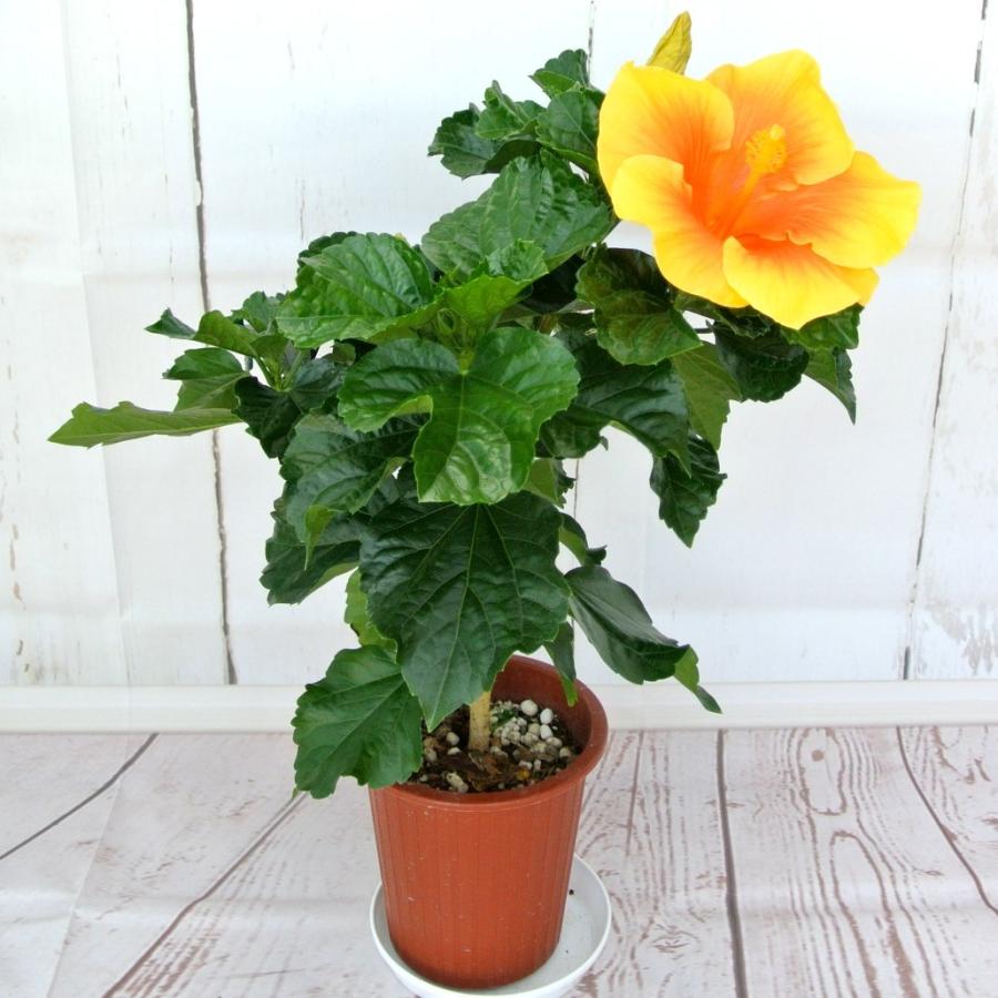 ハイビスカス 大輪咲き 【イエローベル】 5号鉢 朝風園 大人気 : ROSE