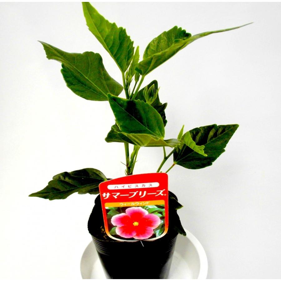 ハイビスカス サマーブリーズ ウィールウィンド 3 5号ポット苗 Rosefactory Net 通販 Yahoo ショッピング