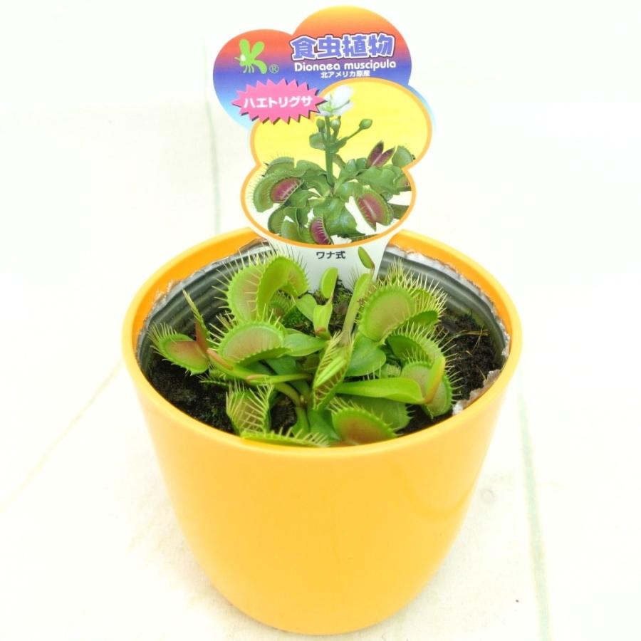 食虫植物 ハエトリグサ ハエトリソウ 3.5号鉢 大人気 ハエジ 食虫植物 ハエトリグサ ハエトリソウ 3.5号鉢 大人気 ハエジ