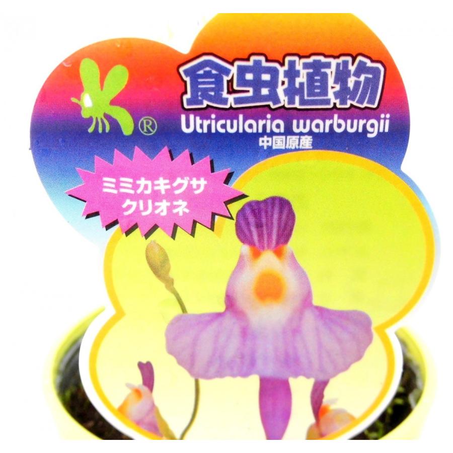 食虫植物 ミミカキグサ クリオネ 3 5号鉢 Rosefactory Net 通販 Yahoo ショッピング