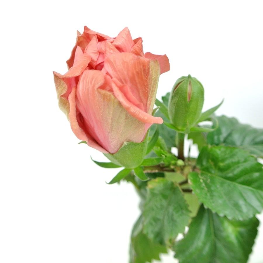 ハイビスカス　八重咲き　ピンク　5号鉢　お花のボリュームがすごい　数量限定｜rose-factory｜04