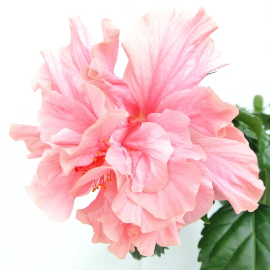 ハイビスカス　八重咲き　ピンク　5号鉢　お花のボリュームがすごい　数量限定｜rose-factory｜05