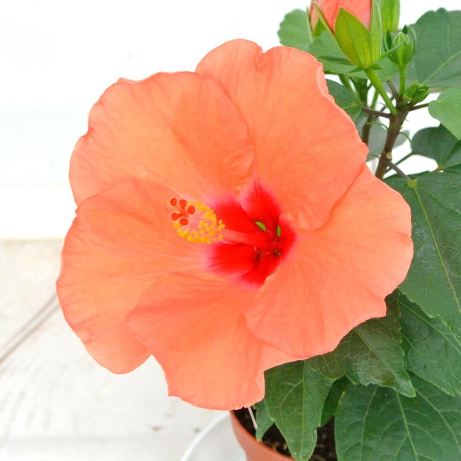 ハイビスカス Hibisqs アドニスマンゴー オレンジ 3 5号ポット苗 ロングライフシリーズ Rosefactory Net 通販 Yahoo ショッピング