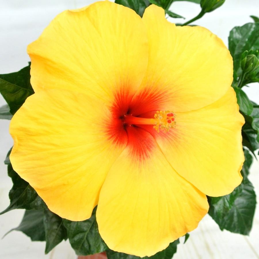 ハイビスカス 大輪咲き イエロービーナス 5号鉢 朝風園 : ROSE