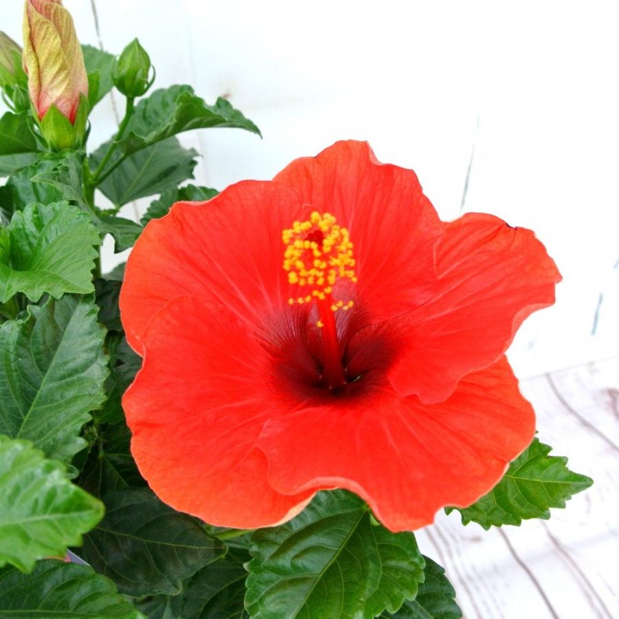 ハイビスカス 大輪咲き サマーキング 赤 5号鉢 朝風園 Rosefactory Net 通販 Yahoo ショッピング