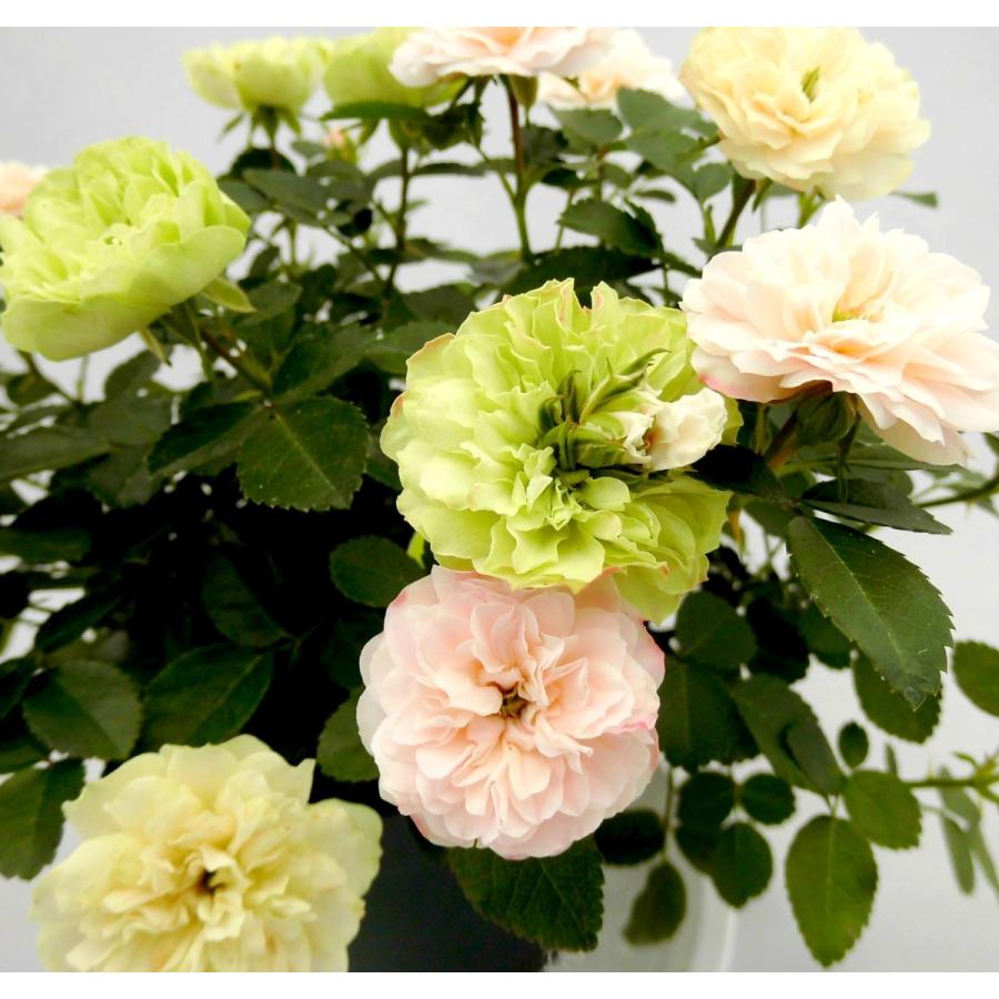 白から淡いグリーンへ変わる 四季咲き ミニバラ ギガランキングｊｐ