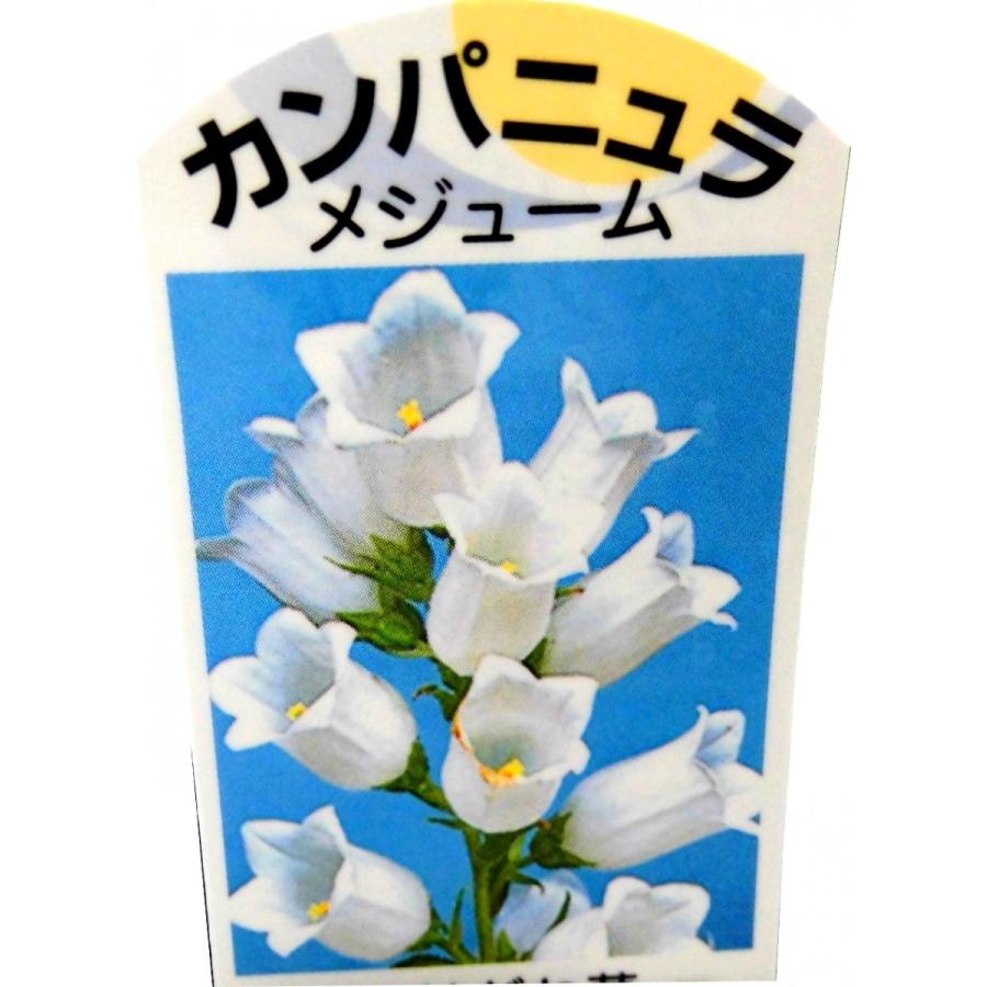 カンパニュラ つりがね草 フウリンソウ 風鈴草 ホワイト 白 3号ポット苗 Rosefactory Net 通販 Yahoo ショッピング