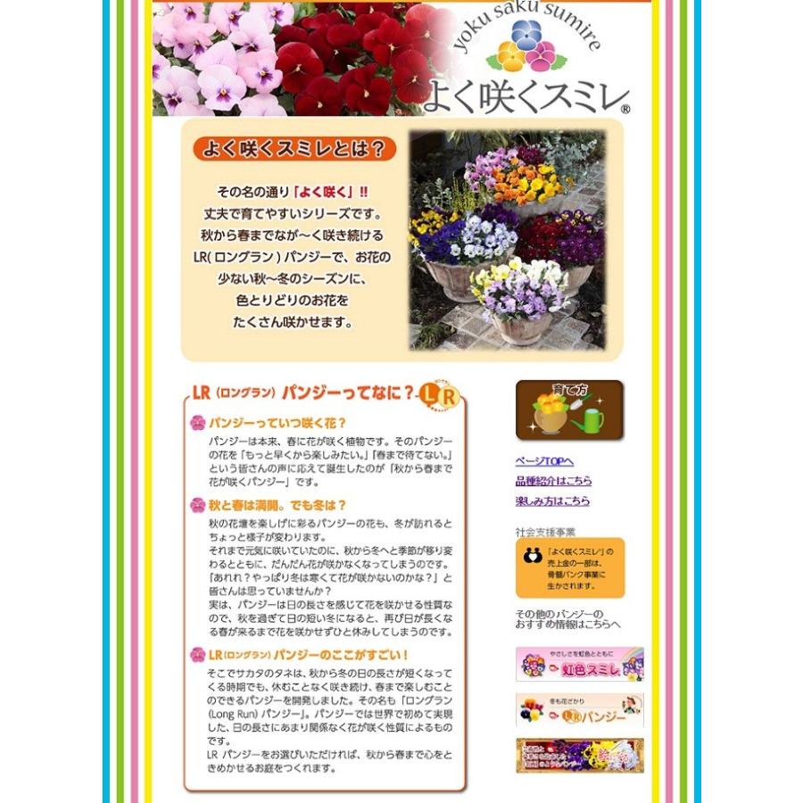 パンジー苗 よく咲くスミレ カシス 3号ポット苗 サカタのタネ Rosefactory Net 通販 Yahoo ショッピング