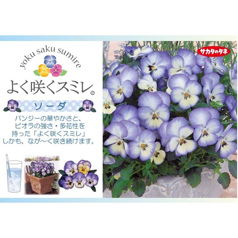 パンジー苗 よく咲くスミレ ソーダ 3号ポット苗 サカタのタネ Rosefactory Net 通販 Yahoo ショッピング