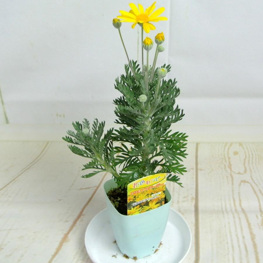 ユリオプスデージー 3号ポット苗 ユリオプスデイジー 寒さに強い 冬の花壇 寄せ植えにも最適 Rosefactory Net 通販 Yahoo ショッピング