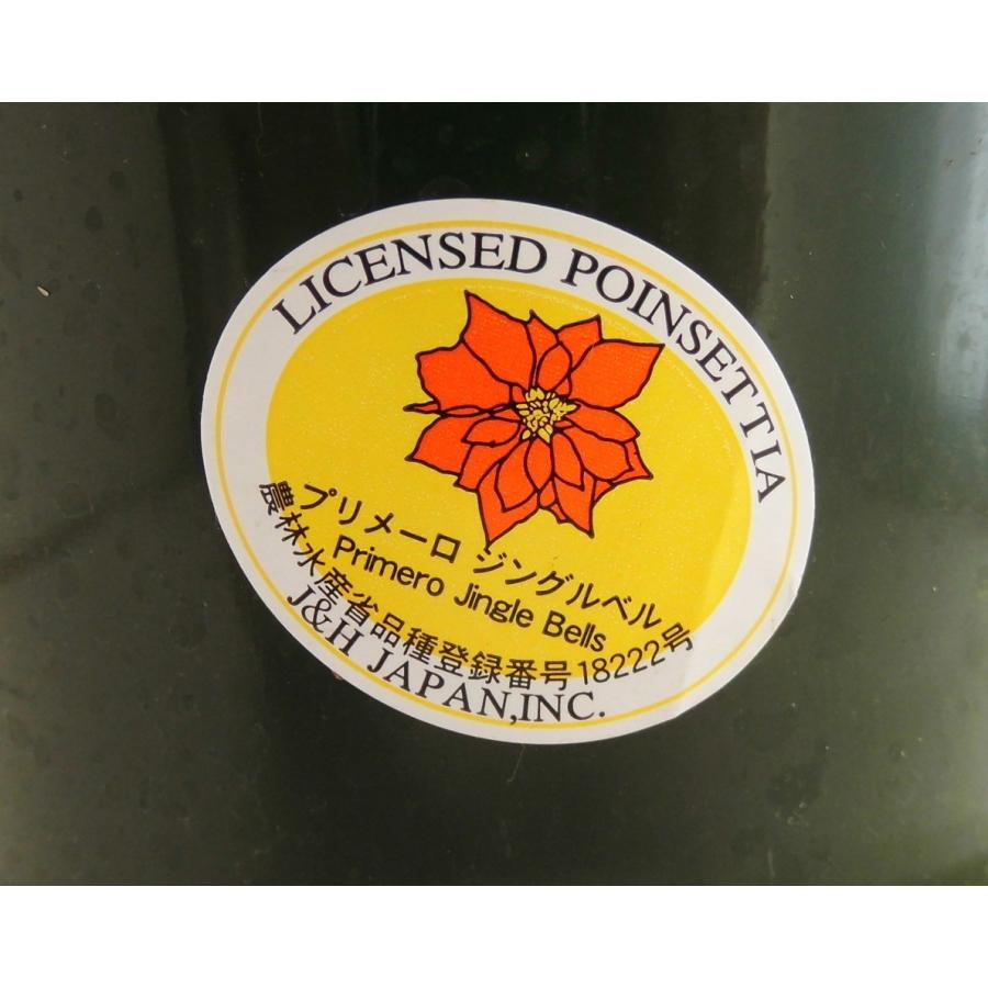 ポインセチア【プリメーロ ジングルベル】4号鉢 : ROSE FACTORY - 通販